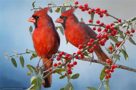 Free Download Download Wallpaper Red Cardinal Cardinals Birds Couple