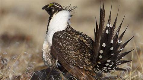 Vanishing Bird Ignites Debate Over Endangered Species Rules The Hill