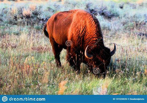 Yellowstone National Park American Bison Stock Photo Image Of Bison