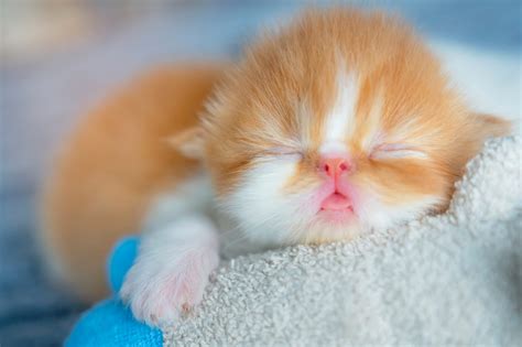 50 Of The Cutest Photos Of Kittens Sleeping Reader S Digest
