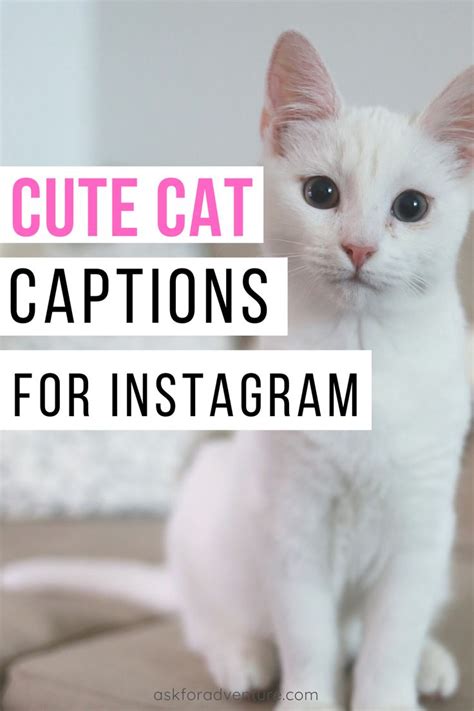cat instagram bio examples