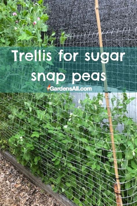 How To Make A Mini Diy Sugar Snap Pea Trellis Fabulessly 40 Off