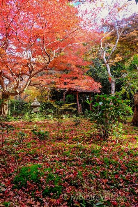 【嵐山】厭離庵のアクセス、拝観料、見どころ、混雑などの観光情報 京都のいろは