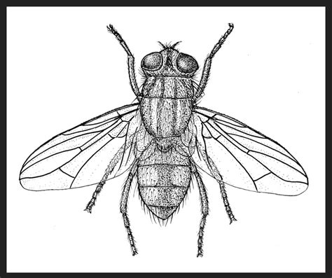 Fly Drawing Pencil Sketch Colorful Realistic Art Images Drawing Skill