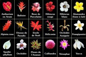 Les Noms Des Fleurs En Francais Avec Photo L Atelier Des Fleurs