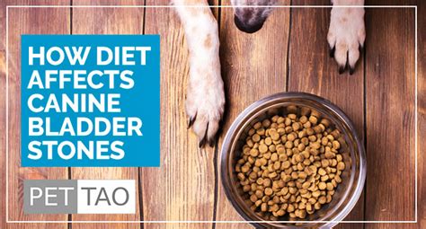 Radiographs can rule out urinary stones, and ultrasounds will rule out tumors or growth in the bladder. Learn the Importance of Diet for Bladder Stones in Dogs