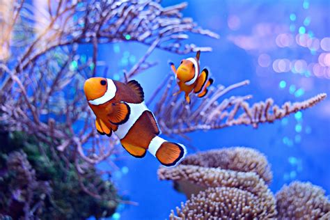 How Long Do Clownfish Live All About Clownfish Lifespan