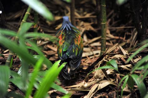 木柵動物園 Zoo Muzha Taipei Dsc74711 綠簑鴿 Nicobar Pigeon Flickr