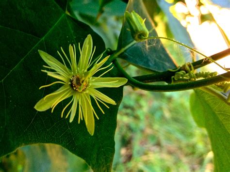 Passiflora Lutea Dwarf Passionflower Eastern Yellow Passionflower