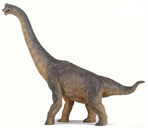 Brachiosaurus Pictures And Facts The Dinosaur Database