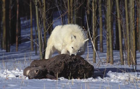 Arctic Wolves How To Identify The Arctic Wolf