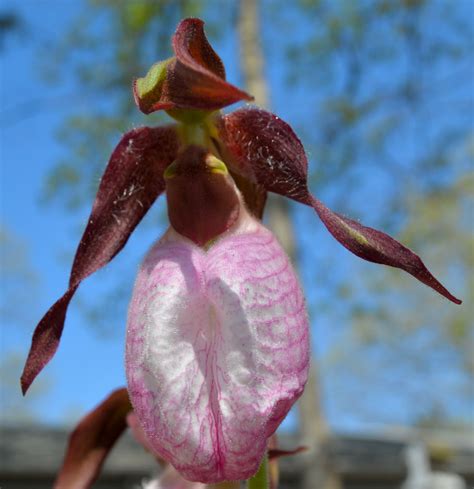 My Wild Lady Slipper Orchid Lady Slipper Orchid Womens Slippers