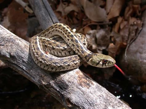 Checkered Garter Snake Thamnophis Marcianus