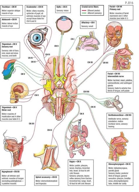 Cranial Nerves In Brief Cranial Nerves Medical Videos Nursing Study