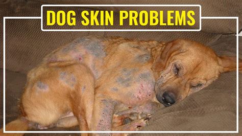 Complete Guide And Solutions To Common Dog Skin Problems Petmoo