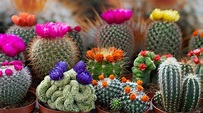 100 imágenes de diferentes tipos de cactus con sus Nombres ! - YouTube