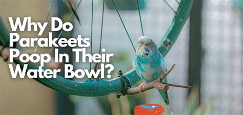 Why Do Parakeets Poop In Their Water Bowl Solved Everything Birds