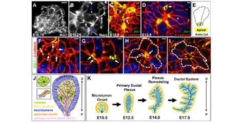 Lumen Formation Occurs As Epithelial Cells Regain Polarization And