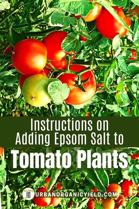 Using Epsom Salt on Tomato Plants | Epsom salt for tomatoes, Tomato ...