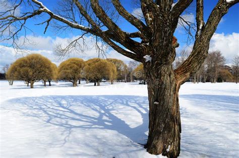 Trees In A Winter Park Stock Image Image Of Scene Scenic 100666667