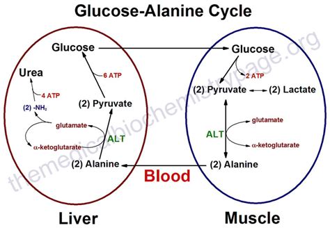 Medicine Newbie Glucosealanine Cycle