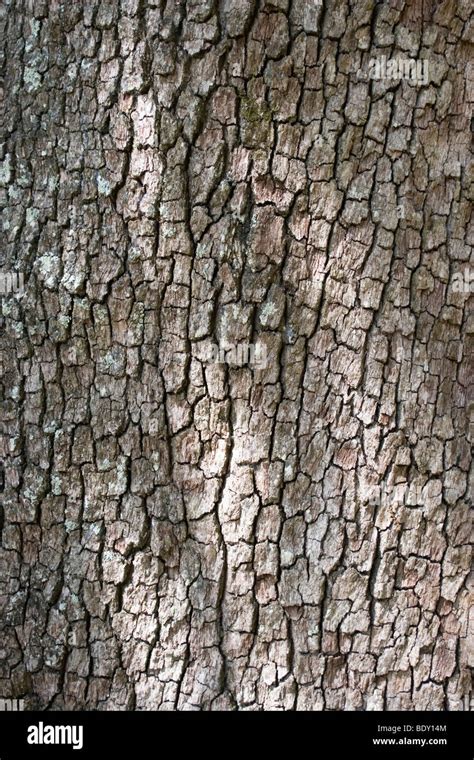 Bark Of A Southern Live Oak Tree Stock Photo Alamy