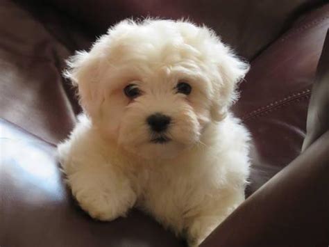 Submitted 1 hour ago by meetourfriend. Adorable Mini Goldendoodle Puppies -7 weeks for Sale in ...