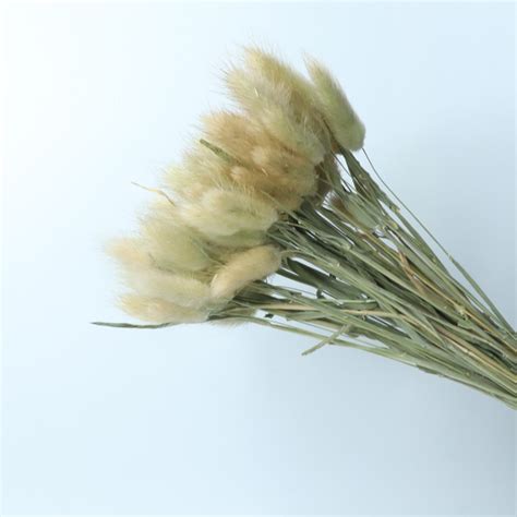 High Quality Dried Lagurus Ovatus Rabbit Bunny Tail Flower Bouquets