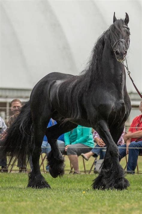 The gypsy vanner horse was first brought to the united states by dennis and cindy thompson. Pin on Gypsy Vanner Horse