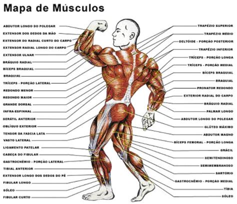 Fanáticos Em Academia Mapa De Músculos Do Corpo Humano