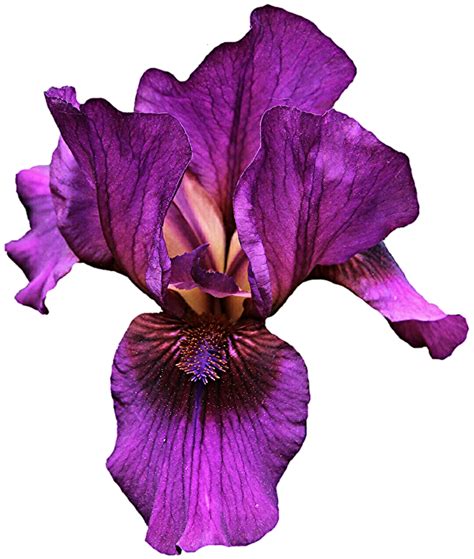 Collection Of Iris Flower Png Hd Pluspng