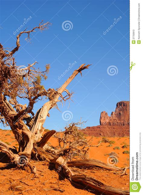 Gnarled Tree Monument Valley Stock Photos Image 27750913