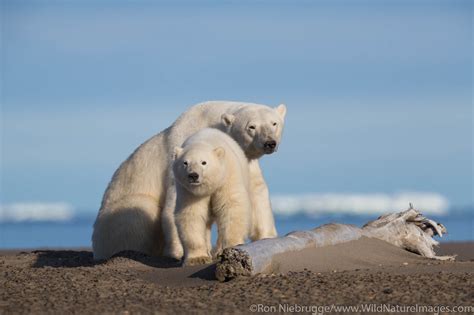 Polar Bears Ron Niebrugge Photography