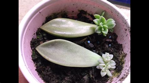 How To Propagate Succulents Leaves In Water