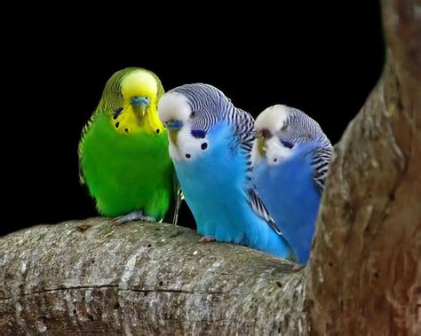 Budgerigar Picture Image Abyss