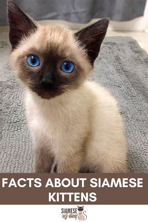 How To Adopt A Siamese Kitten Siamese Of Day Siamese Kittens