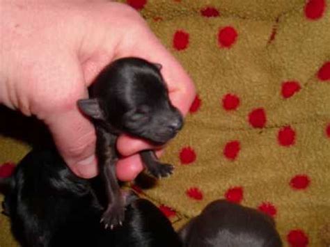 chihauhuayorkie cross newborn puppies youtube