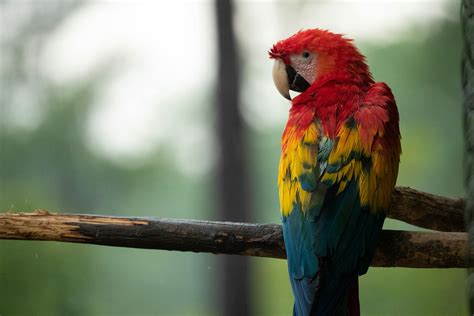 Free Photo Parrot Closeup Animal Bird Close Free Download Jooinn