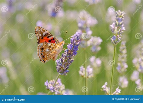The Macro Photo Of A Red Monarch Butterfly Stock Image Image Of