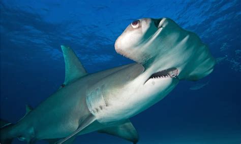 What Type Of Hammerhead Shark Is The Most Vicious A Z Animals