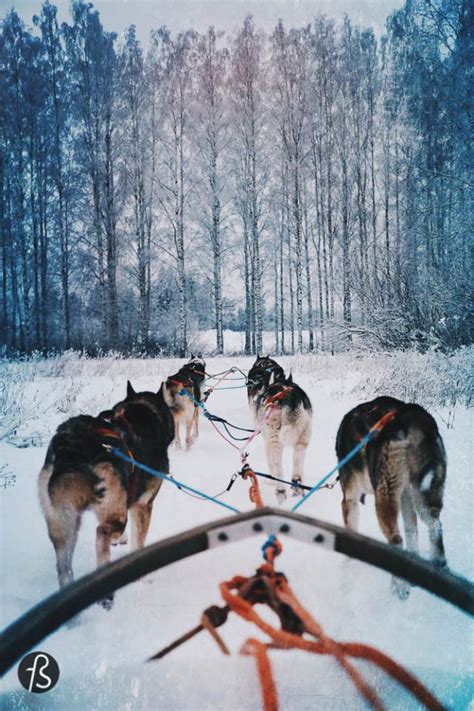 When Fotostrasse Went Dog Sledding In Finland