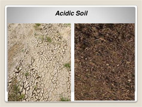 Acidic Soil What It Is How You Can Change It Kitchen Infinity
