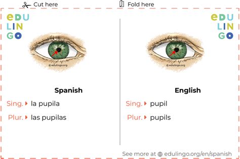 Pupil In Spanish Writing And Pronunciation With Pictures