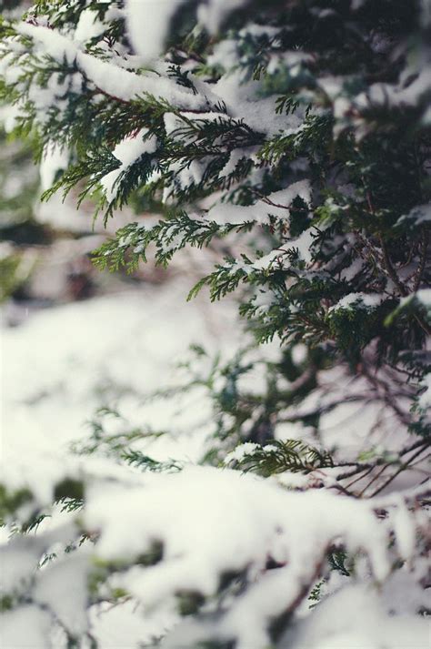 Den Första Snön Landscape Beautiful Landscapes Snow Scenes