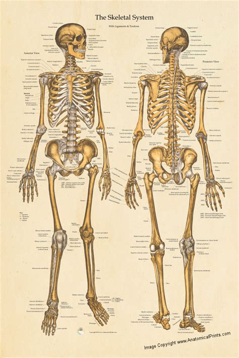 Human Bone Anatomy Chart The Human Skeletal System Anatomical Poster Chart Learn About