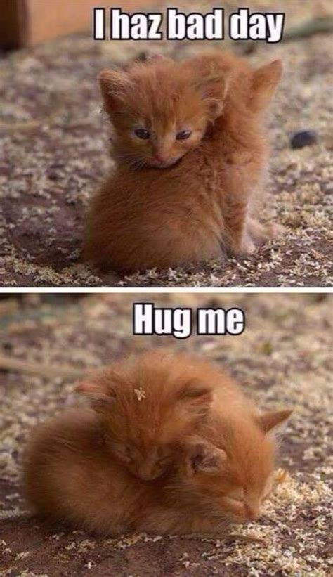 20 Precious Pictures Of Ginger Cats That Will Make You