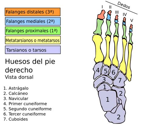 Huesos Del Pie Fisiochacón