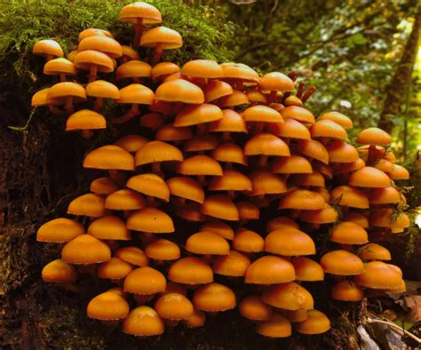 Fun with Fungi - lots of new and interesting creations from nature. - Landscape and Nature ...