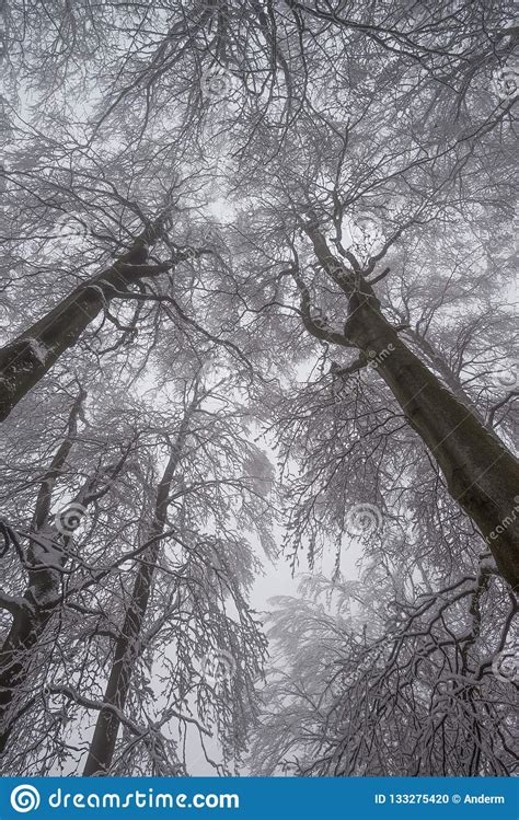 Mysterious Woods In Winter Stock Photo Image Of Mysterious 133275420