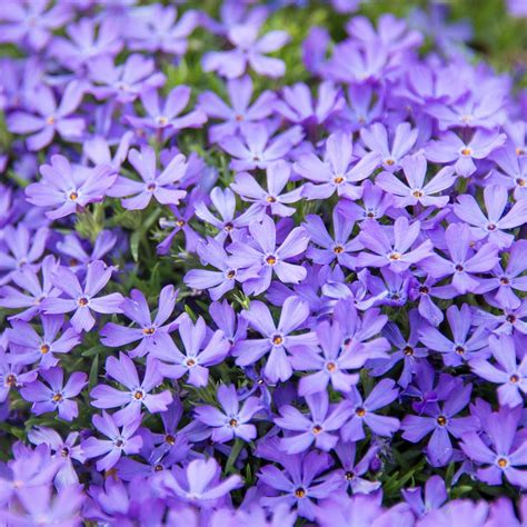 Ground Cover With Small Purple Flowers Rockcress Aubrieta ~purple